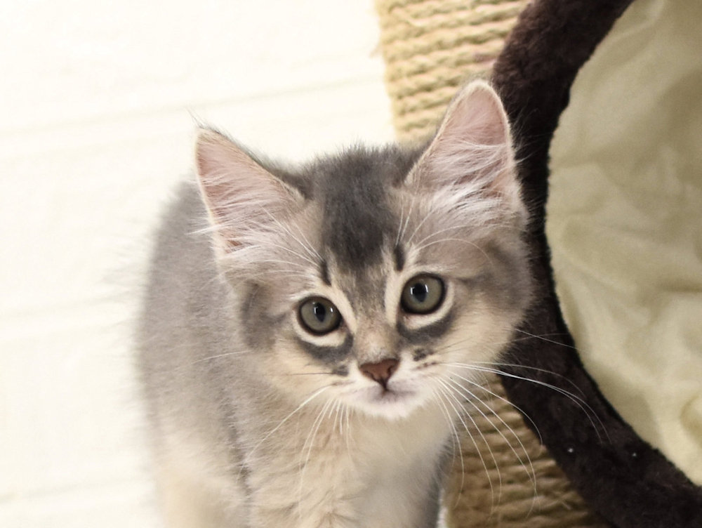 ソマリ　ブルー　おす　（２５年８月１日生れ）